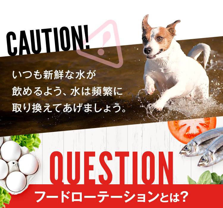 いつも新鮮な水が飲めるよう、水は頻繁に取り換えてあげましょう